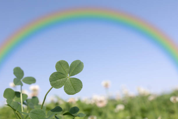 Four-leaf clover, rainbow and blue sky Landscape with rainbow four leafed clover stock pictures, royalty-free photos & images