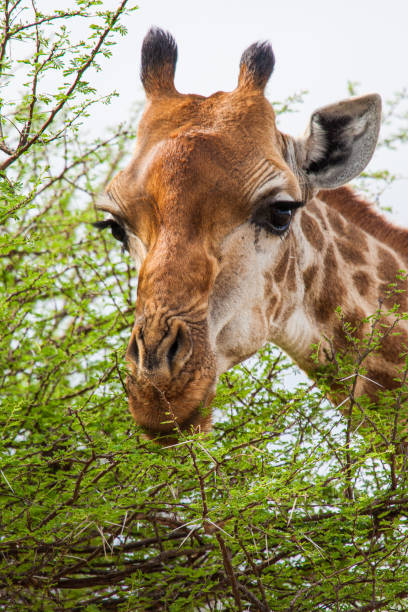istock Common Giraffe against a light African sky, in South Africa 1328800906