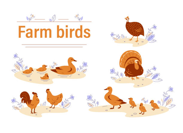 Set of vector illustrations of farm bird in flat cartoon style. Set of vector illustrations of farm bird in flat cartoon. guinea fowl stock illustrations