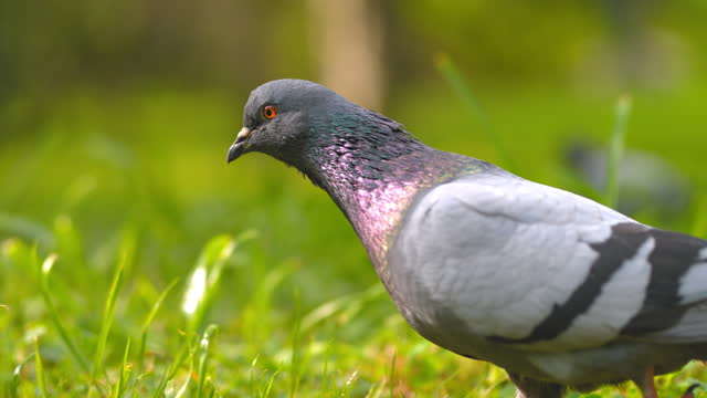 SLO MO TS Pigeon walking in grass