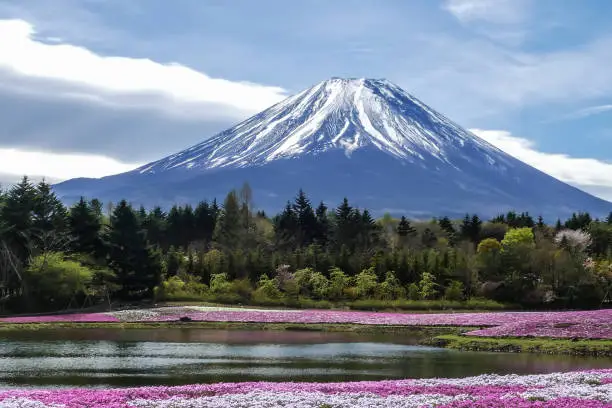 Fuji Mountain with the field of pink moss (moss phlox, moss pink, mountain phlox) in the park at Shibazakura festival