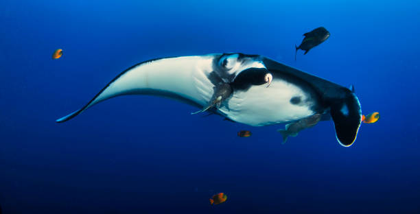 istock Elegant manta Ray floats under water 1328804377