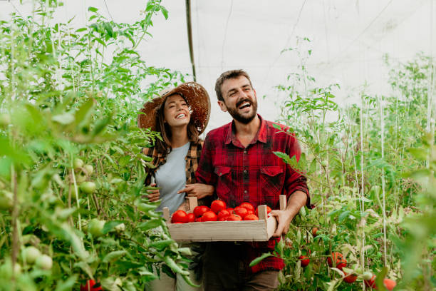 istock Couple cultivates organic vegetables 1328804589