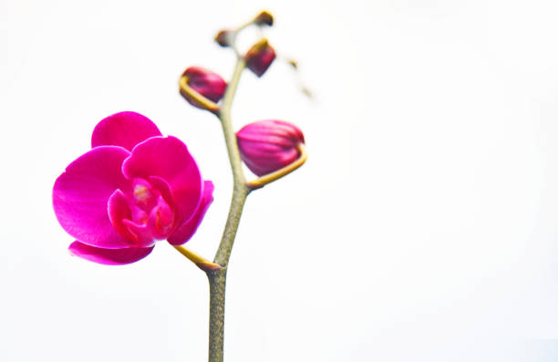 Closed up of orchid isolated on white background