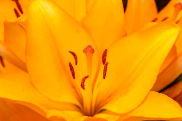 istock Close-up view of the orange squash lily 1328805506