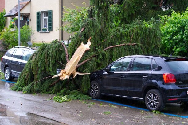 árvore caída em carros após tempestade. - árvore caída - fotografias e filmes do acervo