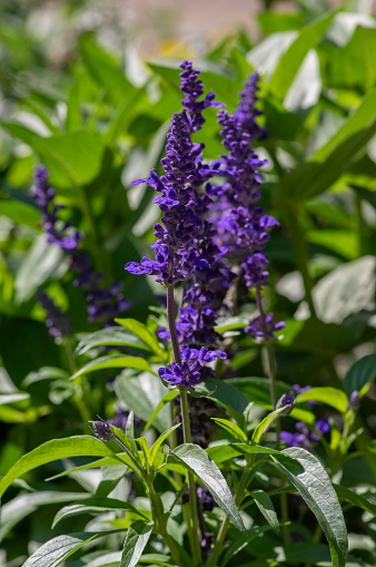 Salvia farinacea mealycup sage beautiful purple blue flowers in bllom, mealy sages flowering plants in the garden, green leaves