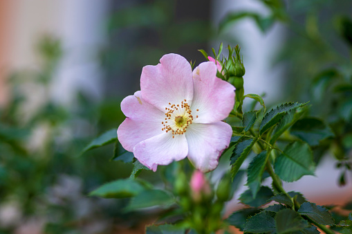 Dog rose Rosa canina light pink flowers in bloom on branches, beautiful wild flowering shrub, green leaves