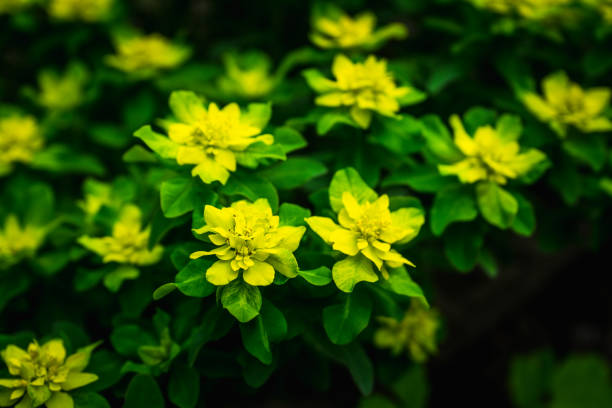 Blooming Euphorbia in the garden. Selective focus.