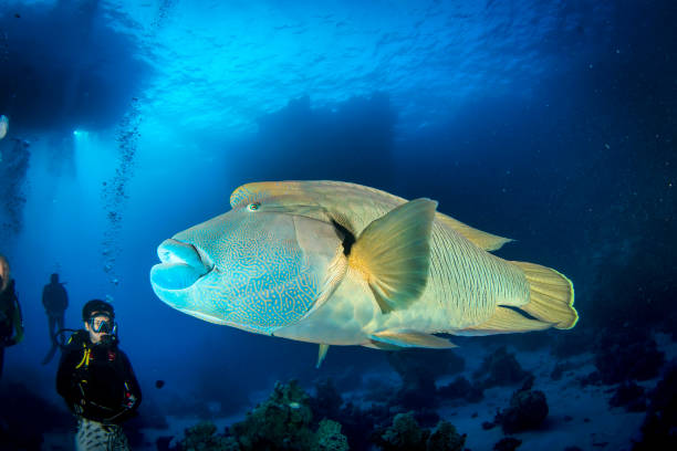 Napoleon fish or Humphead wrasse fish (Cheilinus undulatus) under water Red sea, Africa october 2015: Napoleon fish or Humphead wrasse fish (Cheilinus undulatus) under water in ocean. Marine life underwater in blue ocean. Observation animal world. Scuba diving adventure humphead wrasse stock pictures, royalty-free photos & images