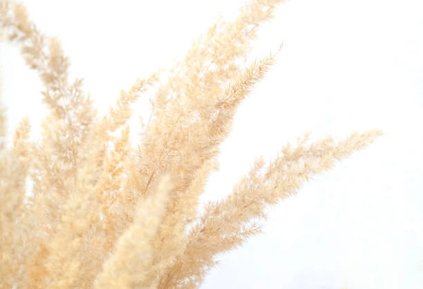 istock Selective focus on spikelets of pampas grass. Dried pampas grass flower close-up on a white background, unfocused photo, selective focus. 1328809062