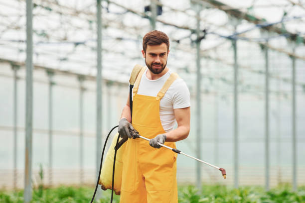 istock Young greenhouse worker in yellow uniform watering plants by using special equipment inside of hothouse 1328809273