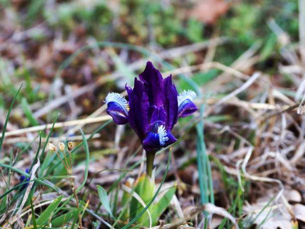 istock purple wild iris flower in the grass close-up 1328809740