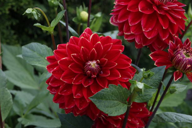 istock Isolated natural dahlia flower on green background 1328809958
