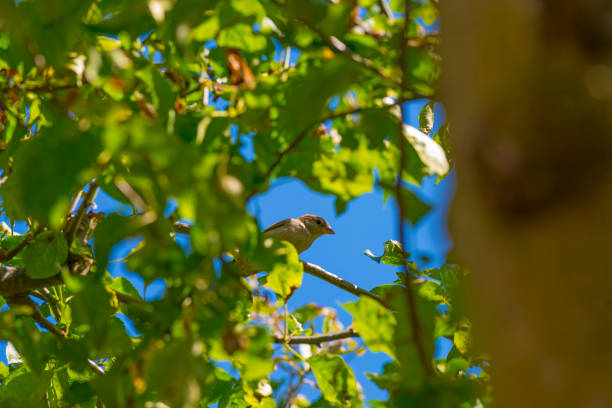 Sparrow in an apple tree in a garden in sunlight in summer, Almere, Flevoland, The Netherlands, June 14, 2021