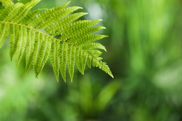 Close up of Oriental boat fern (Angiopteris evecta) with light on top