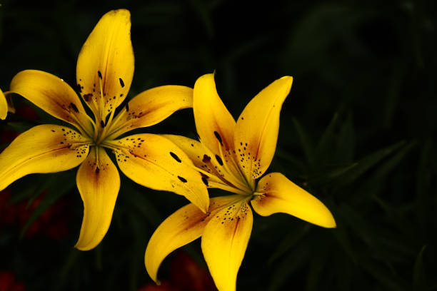 istock bright and contact yellow tiger lilies on a black background, natural background, soft focus 1328811101