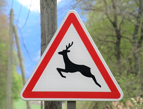 Deer Warning