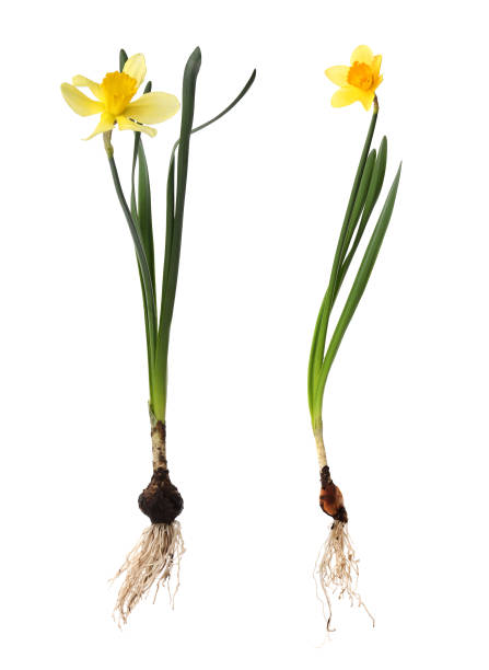 istock Beautiful yellow daffodils on white background, collage 1328812104