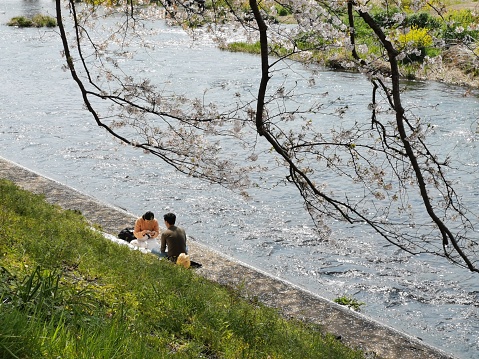 SHIZUOKA, JAPAN - April 7, 2019: Young couple eating food under cherry blossom trees in spring in Japan.