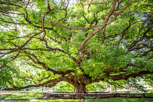 Giant Raintree chamchuri over 100 years old in Kanchanaburi, Thailand. High quality photo