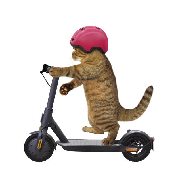 istock Cat rides electric scooter 2 1328813329