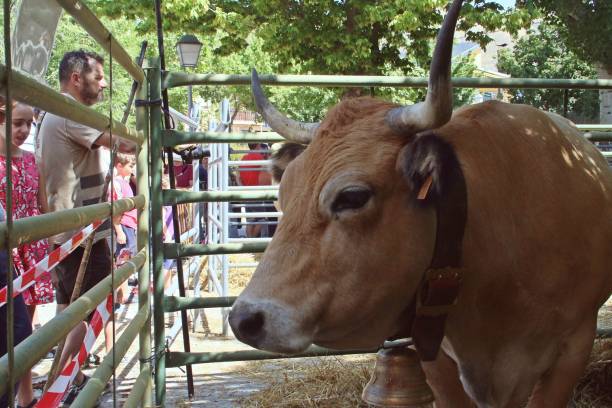 viii издание полевой ярмарки (исп. feria del campo). - 6728 стоковые фото и изображения