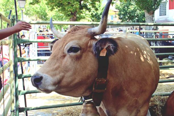 viii edizione della fiera del campo (spagnolo: feria del campo). - 6726 foto e immagini stock