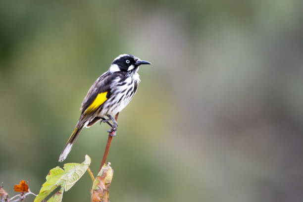 istock New Holland Honeyeater Isolated 1328816250