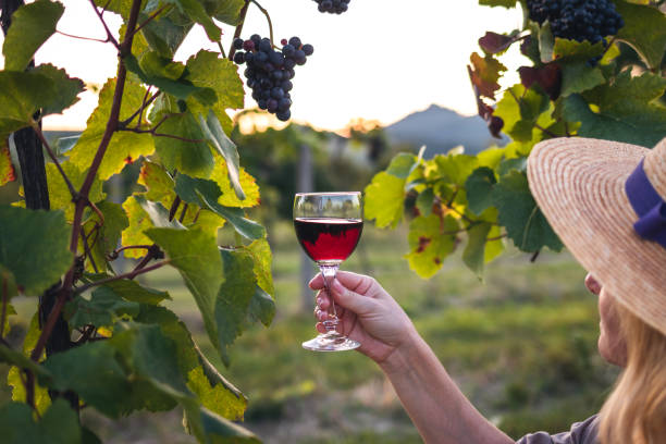istock Woman winetasting in vineyard during sunset 1328817598