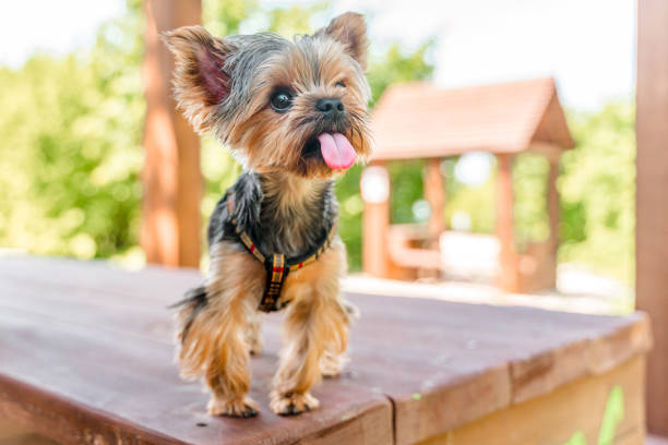 yorkshire terrier pies w parku - yorkshire terrier zdjęcia i obrazy z banku zdjęć