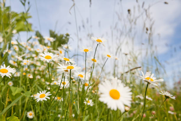 istock Camomile flowers on a lovely summers day 1328818991
