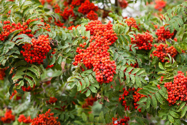 istock Rowan bunches on a branch. Ripe red berries. Wild berries on the tree 1328819156