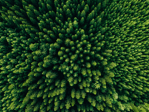 Vista aérea del bosque verde de verano con abetos y pinos. photo
