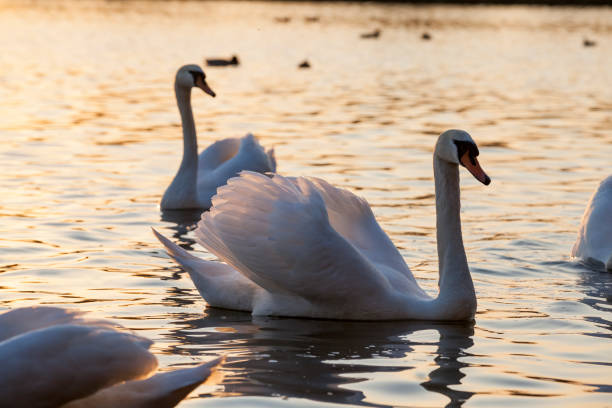 istock floating on the water a group of white Swan 1328822266
