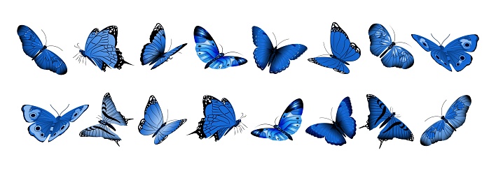 Realistic blue butterflies. Flying butterfly, isolated bright insects collection. Decorative spring summer and garden wild animals vector set. Illustration insect blue realistic, nature animal wing