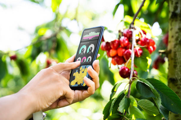 smart farming digital technology agriculture app - blueberry fruit berry berry fruit imagens e fotografias de stock