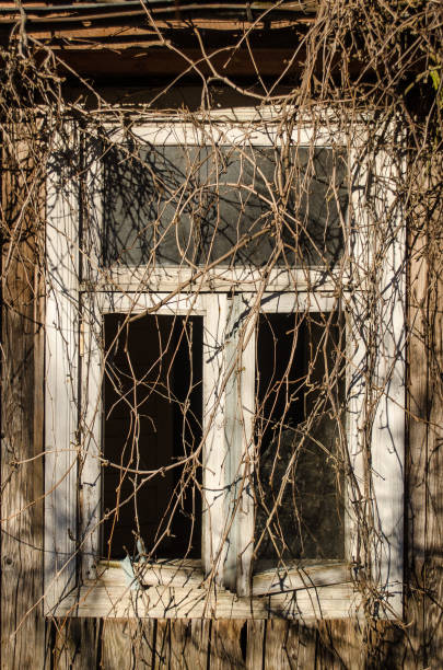 istock Abandoned house windows overgrown with creepers 1328824480