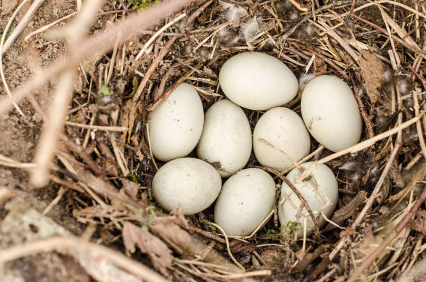 istock Bird's nest with lots of eggs 1328824487