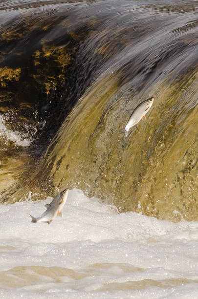 istock Fishes go for spawning upstream. Vimba jumps over waterfall on the Venta River. Kuldiga, Latvia 1328824697
