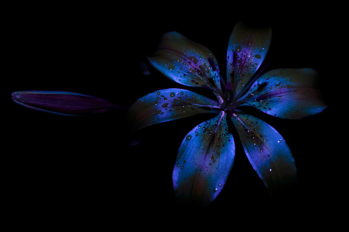 Daylily, Lily flower with water drops on a black background. UV, ultraviolet, fluorescent light. Close-up