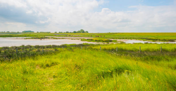 naturschutzgebiet einer gezeitenbucht an der nordseeküste unter strahlend blau-weißem bewölkungshimmel im sommer - flanders stock-fotos und bilder