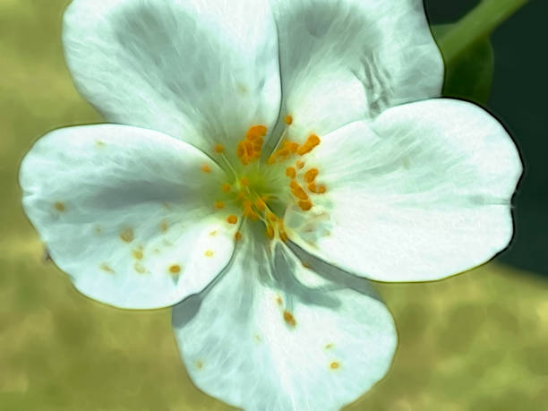 Close up summer flowers in nature