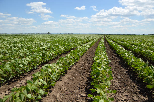 istock green soya bean field in bright spring day 1328828232