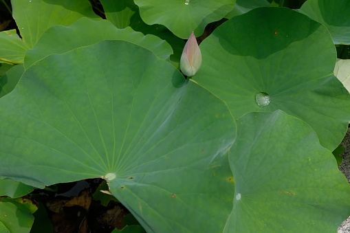Lotus leave with water drop like a pearl