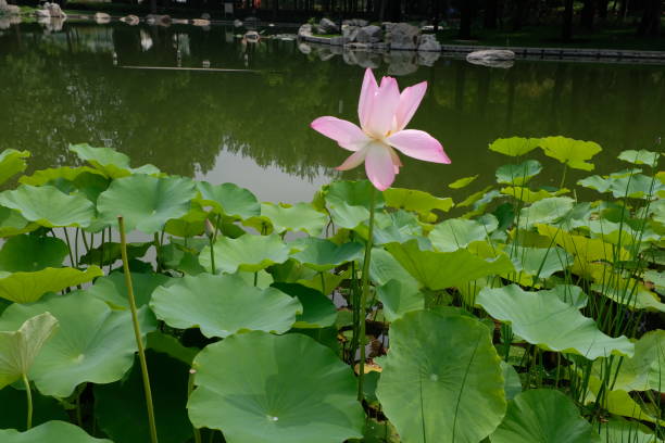 istock One blooming pink lotus in a park pond 1328829632