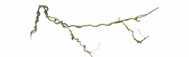 spiral twisted jungle tree branch, vine liana plant isolated on white background, clipping path included. hd image and large resolution. can be used as wallpaper - liaan stockfoto's en -beelden