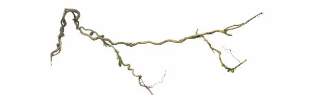 Photo of Spiral twisted jungle tree branch, vine liana plant isolated on white background, clipping path included. HD Image and Large Resolution. can be used as wallpaper