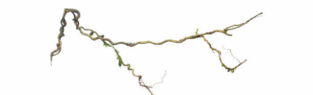 spirala skręcone gałęzi drzewa dżungli, roślina liana winorośli izolowane na białym tle, ścieżka przycinania zawarte. obraz hd i duża rozdzielczość. może być używany jako tapeta - autumn tree root forest zdjęcia i obrazy z banku zdjęć