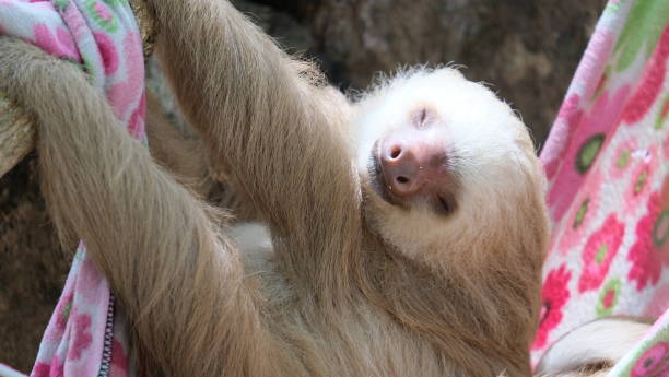 istock Amazing Costa Rican Wildlife 1328836220